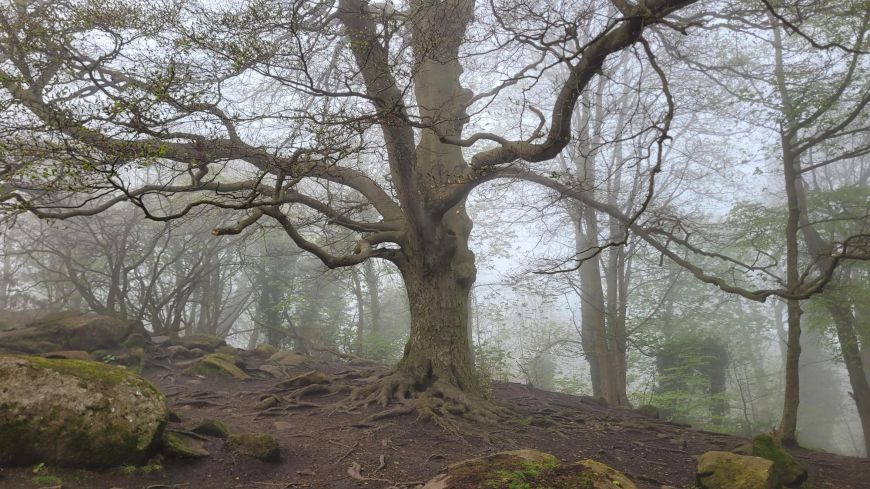 Old spread out tree on Corstorphine Hill